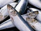 В Туве  увеличивается количество рыбодобывающих хозяйств